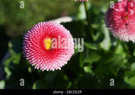 Primo piano della margherita rossa (Bellis perennis) in primavera sole Foto Stock