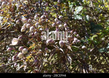 Clematis in bud, Yeovil, Somerset, Regno Unito Foto Stock