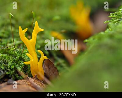 Giallo Stag Corno del fungo (Calocera viscosa) Foto Stock