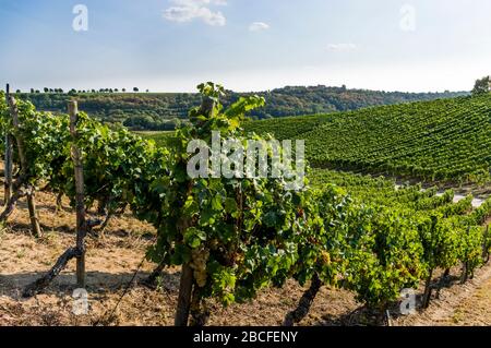 Vigneti e viti vicino alla città di Volkach sullo sfondo il castello Vogelsburg Foto Stock