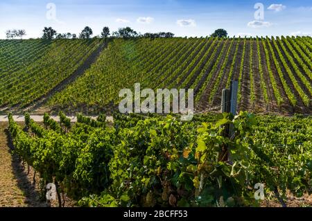 uve bianche, bacche e foglie sulla vite sullo sfondo del vigneto Foto Stock