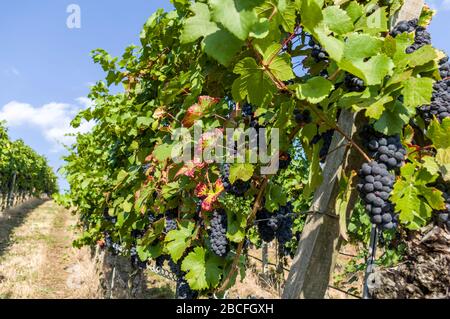 Uva da vino con grandi uve rosse e bacche e foglie di vite colorate Foto Stock