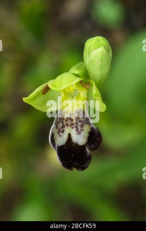 Fiore singolo di Pinnoi Ophrys aka come Pinnoi Ophrys fusca subsp. Isolato di un verde naturale e fuori di messa a fuoco sfondo. Fiore molto piccolo con un un Foto Stock