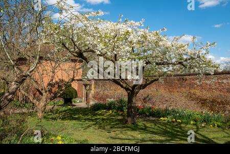 Fioritura primaverile all'Eastcote House di fronte alla colombaia nello storico giardino murato nel Borough of Hillingdon, Londra, Regno Unito. Foto Stock