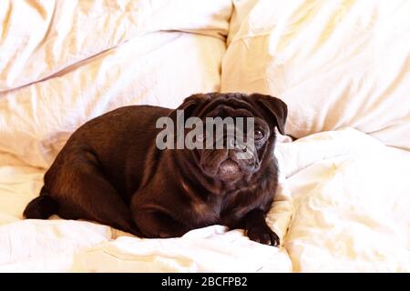 Cute nero colore pug sdraiato da vicino su sfondo bianco letto. Primo piano. Spazio di copia Foto Stock