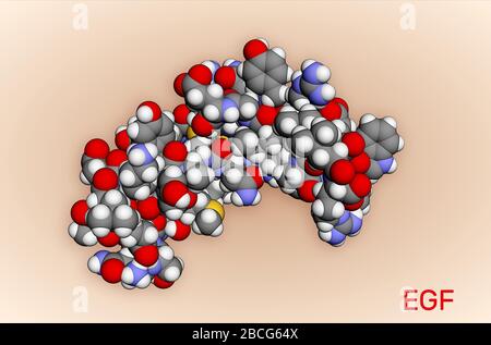 Fattore di crescita epidermico, molecola di proteina EGF. Stimola la crescita e la differenziazione cellulare. RENDERING 3D PDB 2KV4. Illustrazione Foto Stock