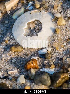 Un dollaro di sabbia domina questa composizione di spiaggia-pettinante Foto Stock