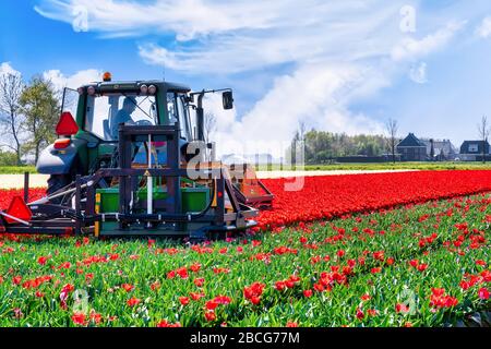 Paesi Bassi, 04/19/2020: Taglio meccanizzato delle teste dei fiori. Verso la fine di aprile i lotti dei coltivatori stanno guarnendo i tulipani in modo da le lampadine possono ottenere il tro Foto Stock