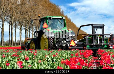 Paesi Bassi, 04/19/2020: Taglio meccanizzato delle teste dei fiori. Verso la fine di aprile i lotti dei coltivatori stanno guarnendo i tulipani in modo da le lampadine possono ottenere il tro Foto Stock