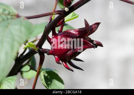 Pianta medicinale della Thailandia. Foto Stock