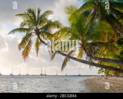 Ancorare yacht al tramonto nella laguna dell'Atollo di Suwarrow, Isole Cook, Polinesia Foto Stock