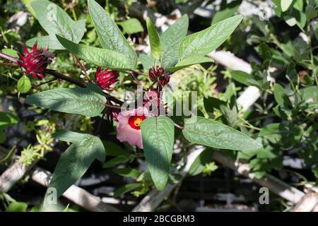 Pianta medicinale della Thailandia. Foto Stock