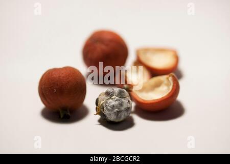 Frutto di Amomum villosum Lour. Foto Stock