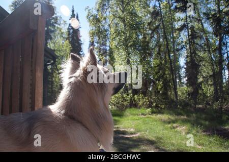 Cucciolo in natura, Kenai, Alaska, Stati Uniti Foto Stock