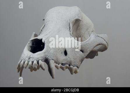 Cranio galleggiante di un cane senza ganascia inferiore isolato Foto Stock