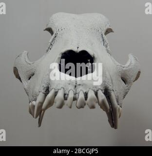 Immagine frontale del cranio galleggiante Wolf isolato Foto Stock