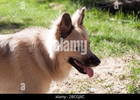 Cucciolo in natura, Kenai, Alaska, Stati Uniti Foto Stock