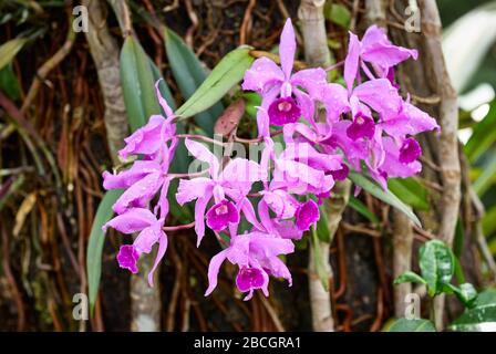 Orchidee ad albero, Cattleya jenmanii, Canaima National Park, Venezuela, Sud America, America Foto Stock