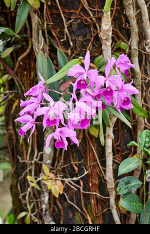 Orchidee ad albero, Cattleya jenmanii, Canaima National Park, Venezuela, Sud America, America Foto Stock
