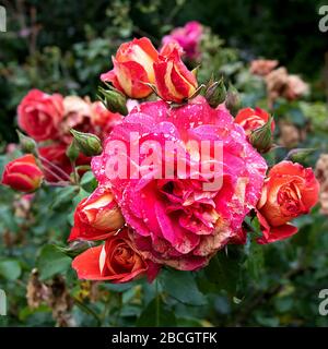 Splendore delle rose in giardino Foto Stock