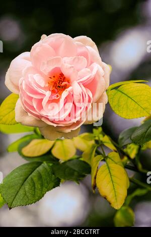 fioritura di una rosa con foglie verdi e bella bokeh blurry Foto Stock