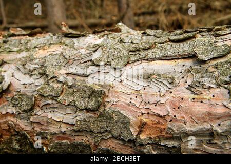 Gli alberi sono adagiati sul terreno della foresta. Simbolo per industria di legname o cura per la foresta con infestazione di verme di legno. Particolare della corteccia con Foto Stock