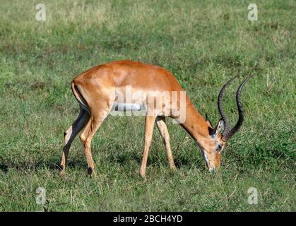 Maschio Impala (Aepyceros melampus), Masai Mara National Reserve, Kenya, Africa Foto Stock