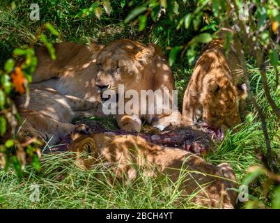 Leone (panthera leo). La leonessa e i suoi cuccioli si nutrono di una giraffa, la Riserva Nazionale Masai Mara, Kenya, Africa Foto Stock