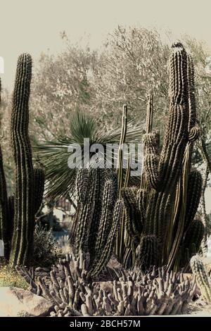 paesaggio sud-ovest del deserto dai toni di seppia, cactus Foto Stock