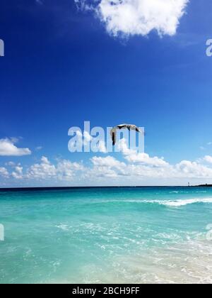Volo di un pellicano marrone sulla spiaggia di Cancun, una città messicana sulla penisola dello Yucatan Foto Stock