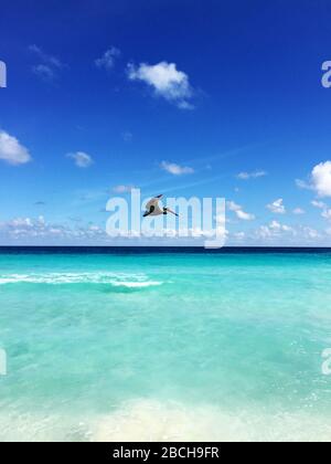 Volo di un pellicano marrone sulla spiaggia di Cancun, una città messicana sulla penisola dello Yucatan Foto Stock
