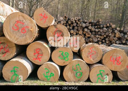 Palo di legno di tronchi naturali con numero nella foresta. Foto Stock