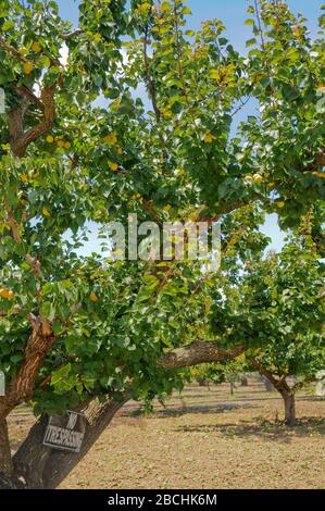 Nessun segno sconfinamenti in albicocca Orchard Foto Stock