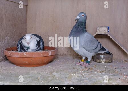 Coppia di piccioni nella loro scatola sul loft del piccione, i genitori si alternano a covare sulle uova Foto Stock