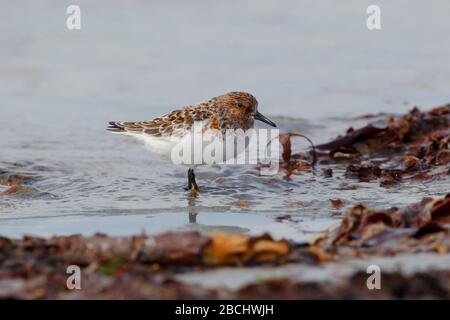 Un Sanderling adulto (Calidris alba), un piccolo uccello di mare o un wader in un piumaggio di riproduzione su una spiaggia sulle Ebridi esterne, Scozia Foto Stock