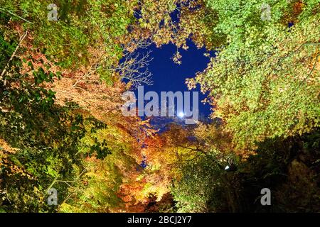 Luna visibile attraverso rami in autunno Foto Stock