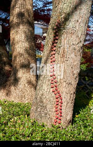 Erbaccia con foglie rosse che crescono sull'albero Foto Stock