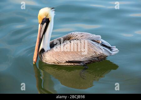 Primo piano di pellicano marrone galleggianti in acque calme. Fort Meyers, Florida, Stati Uniti Foto Stock