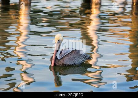 Pellicano marrone galleggiare nelle acque calme, prima sera, a Fort Meyers , Florida. Foto Stock