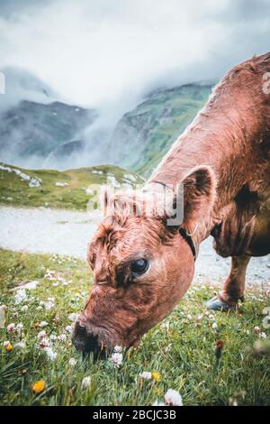 mucca bruna pascolo sul prato in montagna durante l'estate Foto Stock