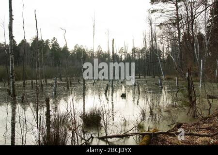 Feuchtgebiet beim Hellsee / Barnim Foto Stock