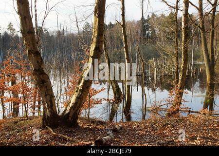 Feuchtgebiet beim Hellsee Foto Stock