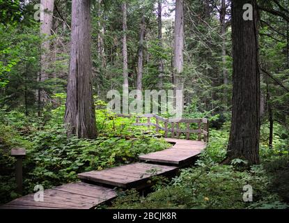 Sentiero dei Cedri giganti attraverso il Parco Nazionale della Foresta pluviale Revelstoke Foto Stock