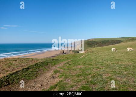 Le scogliere scoscese di Sandymouth Bay e la costa atlantica di Cornovaglia fanno una passeggiata stimolante lungo il sentiero della costa sud-occidentale Foto Stock