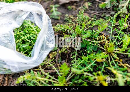 Raccolta di foglie di rucola in inverno macro primo piano di terreno terreno in fattoria o giardino con sacchetto di plastica di verdure verdi frondosi Foto Stock