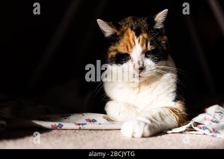 Closeup di calico sonno vecchio gatto senior dormire su coperta sul pavimento del tappeto in soggiorno o camera da letto riscaldamento in luce del sole Foto Stock