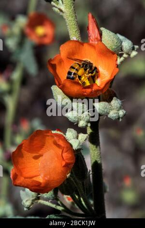 Un'immagine ravvicinata del Globe Mallow di fiori selvatici catturato nel deserto di sonora vicino a Phoenix, Arizona. Foto Stock
