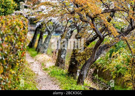 Canale del fiume Arisu nel quartiere residenziale di Kyoto ad Arashiyama con fiori di ciliegio primaverile lungo l'acqua con nessuno in aprile, caduto sakura p Foto Stock