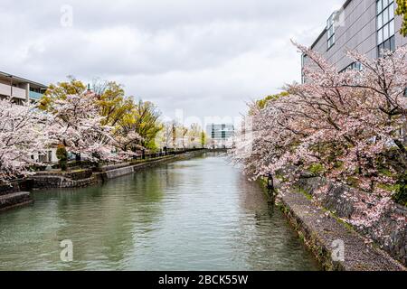 Cherry Blossom in primavera lungo il canale Okazaki, Kyoto, Giappone in primavera con edifici residenziali in pioggia dal Lago Biwa Foto Stock