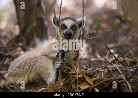 Africa, Madagascar, Ranohira (Isalo), Parco Nazionale di Isalo, Regione di Ihorombe. Lemur con coda ad anello. Foto Stock